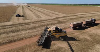 Desembolso de recursos do Plano Safra até janeiro tem recuo de 12,5%