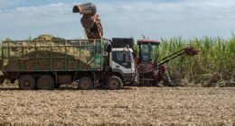 Perspectiva de capitalização da Raízen melhora clima com credores