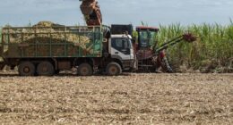 Raízen recebe aval do Cade para comprar fatia da Sumitomo e deter 100% da Raízen Biomassa