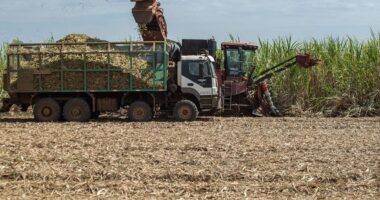 Raízen recebe aval do Cade para comprar fatia da Sumitomo e deter 100% da Raízen Biomassa