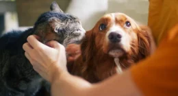 Senado aprova política de proteção a animais resgatados em desastres