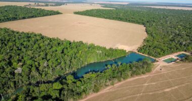 A floresta que sustenta o agro