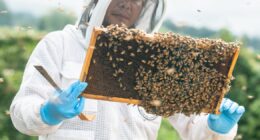 Com abelhas, Beeflow quer faturar US$ 10 milhões