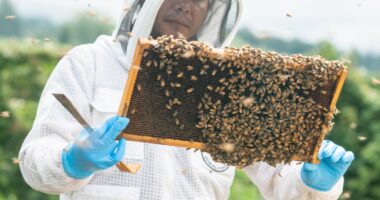 Com abelhas, Beeflow quer faturar US$ 10 milhões