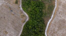 Companhias de ativos naturais: uma nova fronteira de valor para o agronegócio