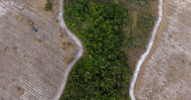 Companhias de ativos naturais: uma nova fronteira de valor para o agronegócio