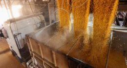 Conflito no Oriente Médio ameaça custo de produção do agronegócio brasileiro