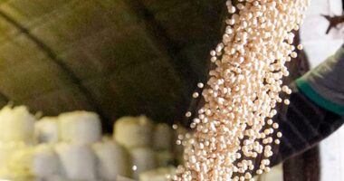 Opea vê espaço para dobrar operações no agro, para R$ 8 bi