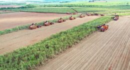Agricultores paulistas terão aporte de R$ 100 milhões em seguro rural