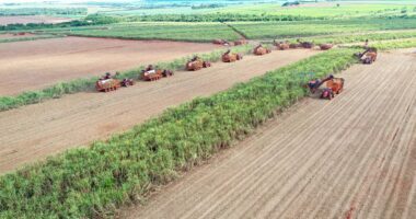 Agricultores paulistas terão aporte de R$ 100 milhões em seguro rural