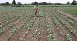 Alta dos fertilizantes deve atingir países emergentes ‘severamente’, aponta consultoria