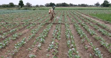 Alta dos fertilizantes deve atingir países emergentes ‘severamente’, aponta consultoria