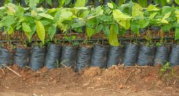 Brasil adere a programa de pesquisa para agricultura sustentável da OCDE