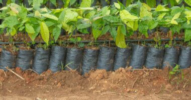 Brasil adere a programa de pesquisa para agricultura sustentável da OCDE