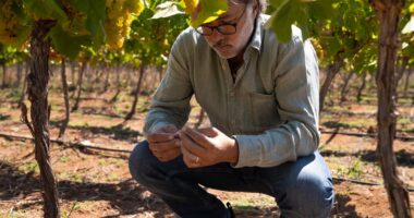 Concha y Toro, do Chile, cria nova vinícola com foco em vinho premium