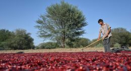 Crise em Ormuz pode se transformar em catástrofe para o sistema agroalimentar global, diz FAO