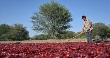 Crise em Ormuz pode se transformar em catástrofe para o sistema agroalimentar global, diz FAO
