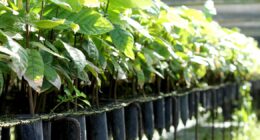 É preciso implementar plano que coloca bioeconomia no centro do desenvolvimento brasileiro