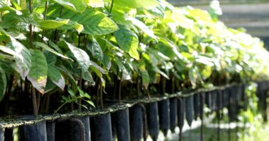 É preciso implementar plano que coloca bioeconomia no centro do desenvolvimento brasileiro