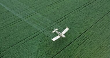Faturamento da Sell Agro deve crescer 15%, a R$ 90 milhões