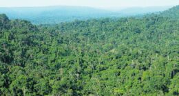 O que não sabemos sobre os negócios verdes da Amazônia