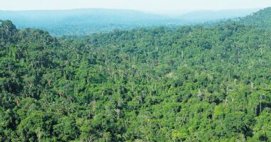 O que não sabemos sobre os negócios verdes da Amazônia