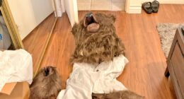 Pessoas que usaram fantasia de urso para fraudar seguros de carro são condenadas à prisão nos EUA