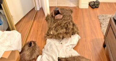 Pessoas que usaram fantasia de urso para fraudar seguros de carro são condenadas à prisão nos EUA