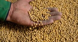 Soja: Enquanto se discutem nos tribunais contratos do passado, a China planeja o futuro