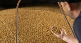 Audax eleva oferta de crédito e agro ganha espaço
