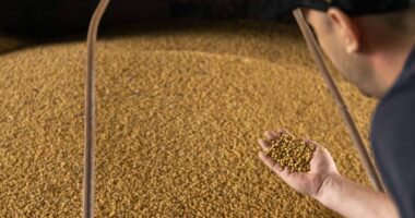 Audax eleva oferta de crédito e agro ganha espaço