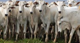 Pecuaristas contestam decisão da UE de vetar carne brasileira e pedem solução rápida do governo
