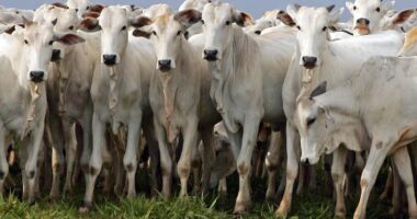 Pecuaristas contestam decisão da UE de vetar carne brasileira e pedem solução rápida do governo