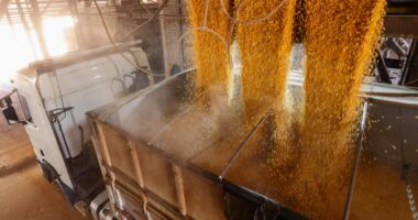 Safra recorde deste ano deve ser ainda maior, mas com recuo em arroz, trigo e feijão