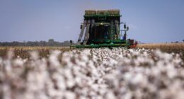 Sem seguro, até mesmo a maior potência agrícola do planeta fica exposta