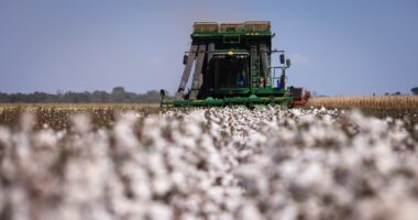 Sem seguro, até mesmo a maior potência agrícola do planeta fica exposta