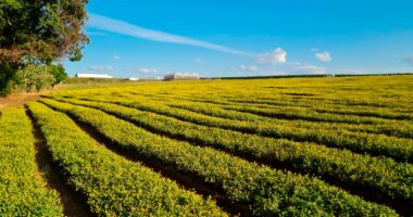 Contraproposta da bancada ruralista à Fazenda para renegociar dívidas prevê custo de R$ 2,5 bi/ano