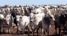 Governo não vê espaço para reversão imediata da exclusão do Brasil no fornecimento de carnes à UE