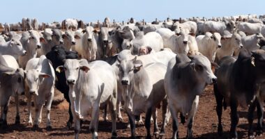 Governo não vê espaço para reversão imediata da exclusão do Brasil no fornecimento de carnes à UE