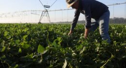 Produtores ainda plantam movidos pela fé, mas a fé não pode ser política agrícola
