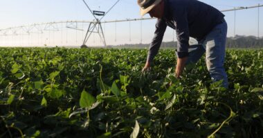 Produtores ainda plantam movidos pela fé, mas a fé não pode ser política agrícola