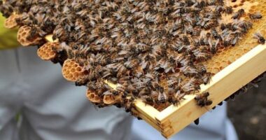 Sobretaxa de 37,5% irá atingir um terço das exportações do agro brasileiro aos EUA, diz CNA