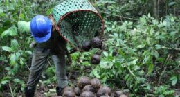 Sozinhas, as empresas da floresta não vão longe