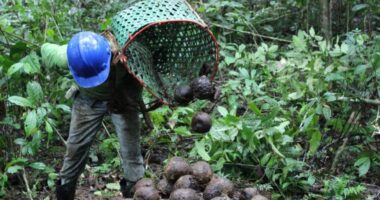 Sozinhas, as empresas da floresta não vão longe