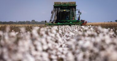 Fertilizante, seguro, abertura de mercado: veja as propostas dos candidatos a presidente para o agro