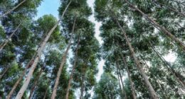 Girassol Agrícola investe no plantio de eucalipto