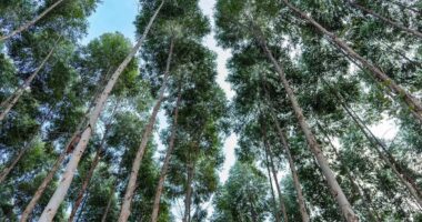 Girassol Agrícola investe no plantio de eucalipto
