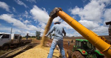 Os arquitetos do agro: os brasileiros que ajudaram a tornar o País a referência global em alimentos