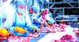 China abre mercado para miúdos suínos exportados pelo Brasil
