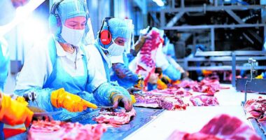 China abre mercado para miúdos suínos exportados pelo Brasil